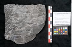 Foto (Objekt + Etikett) von Odontopteris minor Brongniart (NHMW-GEO-2024-0188-10724)